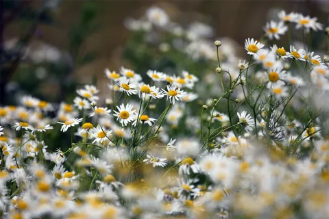 Chamomile Extract